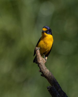 Bir ağaç dalına tünemiş gaturamo olarak bilinen tropikal bir kuş. Yeşil arka plan, Tür Euphonia ihlali. Kuş gözlemciliği. Hayvanlar Dünyası. Sarı kuş..