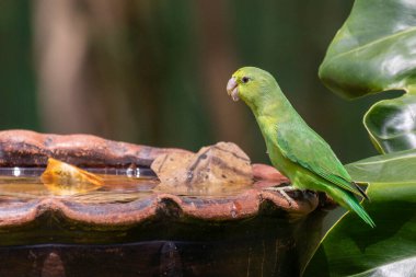 Mavi kanatlı bir Parrotlet, Tuim 'in su kaynağına tünediğini de bilir. Tür Forpus xanthopterygius. Hayvanlar Dünyası. Kuş sever. Kuş gözlemciliği. Kuşçuluk. Küçük papağan.