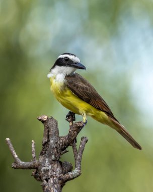 Brezilya 'dan gelen sarı kuş. Büyük Kiskadee, ağacın tepesine tünemiş Bem-te-vi olarak da bilinir. Tür Pitangus sülfür. Hayvanlar Dünyası. Kuş sever. Kuş gözlemciliği. Sinek Avcısı.