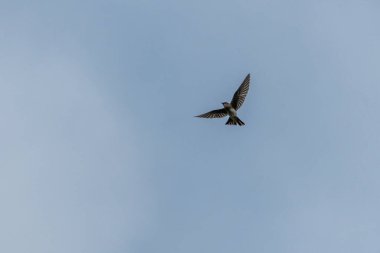 Gri göğüslü Martin, Andorinha olarak da bilinir. Büyük bir yudum. Tür Progne tebeşiri. Kuş gözlemciliği. Kuş sever. Hayvan kelimesi.