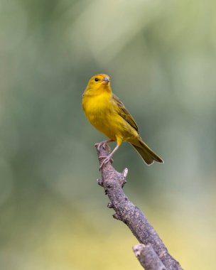 A male of Saffron Finch also known as Canario or Chirigue Azafranado is a yellow bird typical of Brazil. Species Sicalis flaveola. Birdwatcher.  Bird lover. Birding. Yellow bird.
