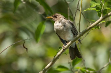 Kremalı Thrush, ağaç dalındaki Sabia Poca ya da Zorzal Chalchalero olarak da bilinir. Türleri Turdus amaurochalinus. Kuş gözlemciliği. Hayvanlar Dünyası. Kuşçuluk.