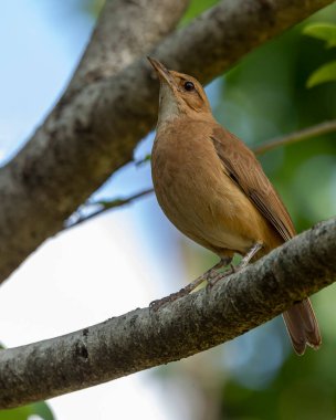 Bir ağacın tepesine tünemiş Rufous Hornero. Tür Furnarius Rufus da Joao de Barro 'yu tanıyor. Evini kilden üremek için inşa eden kuş. Arjantin 'in ulusal sembolü. Kuş İzleyici.