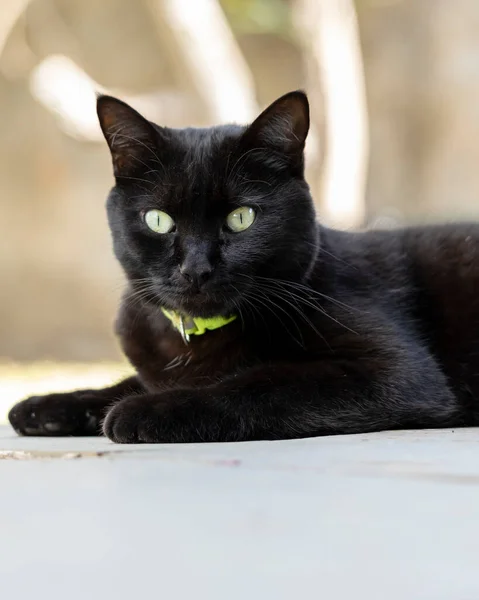A black cat with yellow eyes lying on the  floor. Animals defender.  Cat lover. Pet lover.