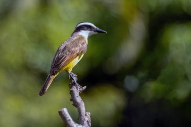 Brezilya 'dan gelen sarı kuş. Büyük Kiskadee, ağacın tepesine tünemiş Bem-te-vi olarak da bilinir. Tür Pitangus sülfür. Hayvanlar Dünyası. Kuş sever. Kuş gözlemciliği. Sinek Avcısı.