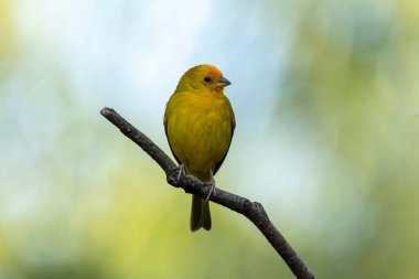 A male of Saffron Finch also known as Canario or Chirigue Azafranado is a yellow bird typical of Brazil. Species Sicalis flaveola. Birdwatcher.  Bird lover. Birding. Yellow bird.