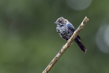Tiziu olarak bilinen bir Mavi-Siyah Grassquit dala tünemişti. Tür Volatinia jacarina. Yeşil arka plan. Hayvanlar Dünyası. Kuş gözlemciliği. Kuşçuluk. Mavi kuş.