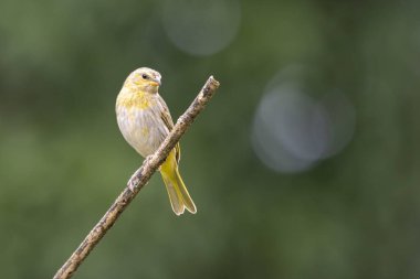 A male of Saffron Finch also known as Canario or Chirigue Azafranado is a yellow bird typical of Brazil. Species Sicalis flaveola. Birdwatcher.  Bird lover. Birding. Yellow bird.