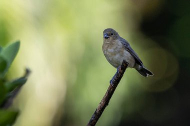 A Plumbeous Seedeater also know as Patativa perched on the branch. Species Sporophila plumbea. Birdwatching. Birding. Bird lover. clipart