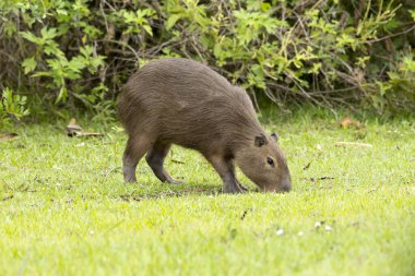 Çimlerde otlayan yalnız Capybara. Capybara dünyadaki en büyük kemirgendir. Tür Hydrochoerus hydrochaeris. Vahşi yaşam. Kalın kafalı. Hayvan sever..