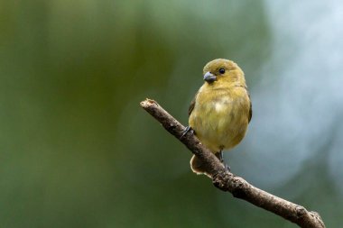 Çift yakalı Seedeaterların dişisi Coleirinho ya da Semillero olarak da bilinir. Tür Sporophila caerulescens. Kuş sever. Kuş gözlemciliği. Kuşçuluk.