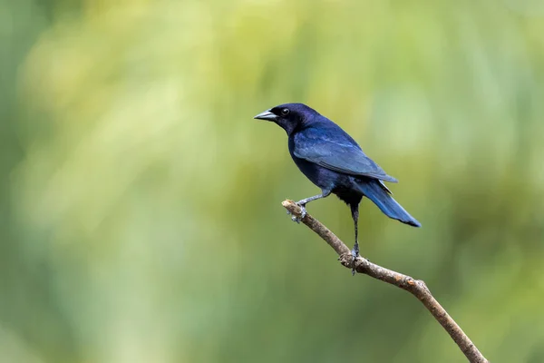 シャイニー カウバード Shiny Cowbird チュピムまたはミロとも呼ばれる すべての美しさとブラジルで最も典型的な黒い鳥の存在 種モロサウルス ボナリエンシス バードウォッチャー — ストック写真