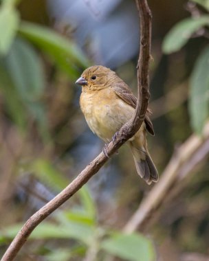 A female of Yellow-bellied Seedeater also know as Baiano perched on a tree branch in a forest. Species Sporophila nigricollis. Bird lover. Birdwatching. Birding. clipart