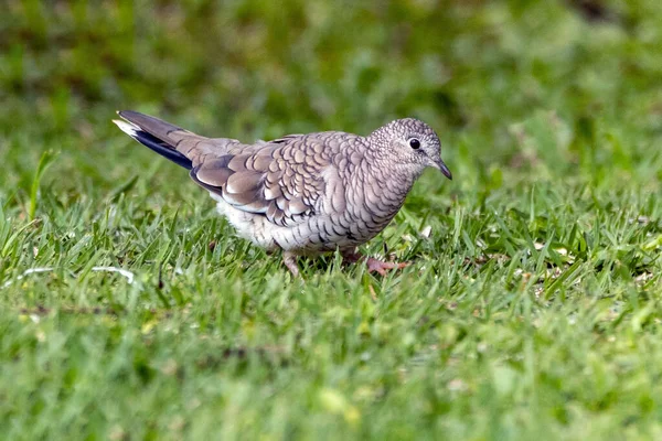 stock image A Scaled Dove also know as Rolinha feeding on the lawn. Species Columbina squammata. bird lover. Birdwatching. Birding. Animal world.