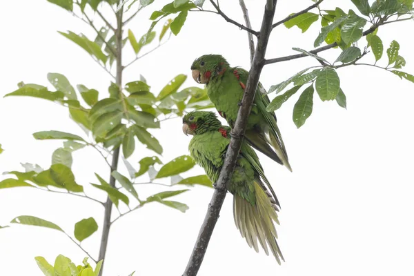 A couple of White-eyed Parakeet also know Maritaca perched on a branch. Species Psittacara leucophthalmus. Colored feathers. animal world. bird lover. birding. Birdwatcher.