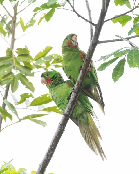 A couple of White-eyed Parakeet also know Maritaca perched on a branch. Species Psittacara leucophthalmus. Colored feathers. animal world. bird lover. birding. Birdwatcher.