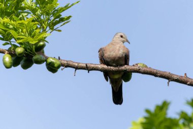 Bir dalın üzerine tünemiş lanet bir güvercin. Brezilya ve Güney Amerika 'dan Rolinha olarak bilinen küçük bir tropikal güvercindir. Species Columbina talpacoti. Hayvanlar Dünyası. Kuş gözlemciliği. Kuşçuluk.
