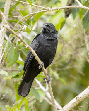 The Chopi Blackbird also know Grauna perched on the branch. Species Gnorimopsar chopi. Animal world. Birdwatching. Birding