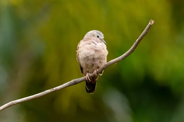 Ruddy Ground Dove Perched Branch Small Tropical Dove Brazil South — Stock Photo, Image