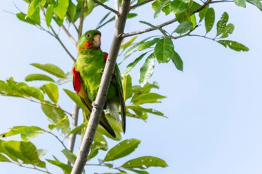 The White-eyed Parakeet also know Maritaca perched on a branch. Species Psittacara leucophthalmus. Colored feathers. animal world. bird lover. birding. Birdwatcher.