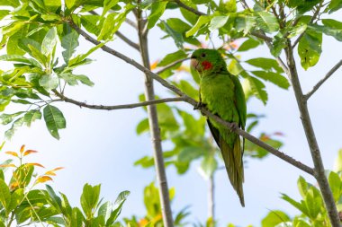 The White-eyed Parakeet also know Maritaca perched on a branch. Species Psittacara leucophthalmus. Colored feathers. animal world. bird lover. birding. Birdwatcher.