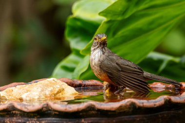 Rufous-Belli Thrush, aynı zamanda Sabia-Laranjeira olarak da bilinir bir su kaynağının üzerine tünemiştir. Türleri Turdus Rufiventris. Kuş gözlemciliği. Kuş sever. Kuşçuluk.