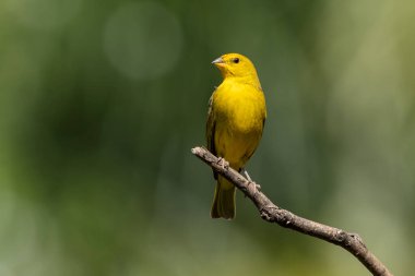 A male of Saffron Finch also known as Canario or Chirigue Azafranado is a yellow bird typical of Brazil. Species Sicalis flaveola. Birdwatcher.  Bird lover. Birding. Yellow bird.