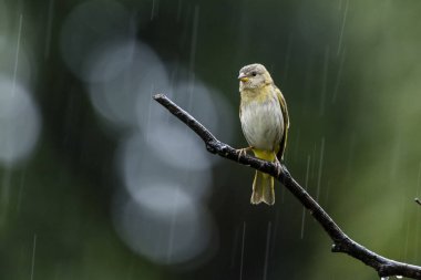 Saffron Finch 'in dişisi Canario ya da Chirigue Azafranado olarak da bilinir. Tür Sicalis flaveola. Kuş gözlemcisi. Kuş sever. Kuşçuluk. Sarı Kuş.