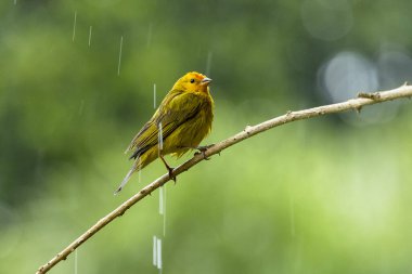 Saffron Finch 'in bir erkeği Canario ya da Chirigue Azafranado olarak da bilinir. Tür Sicalis flaveola. Kuş gözlemcisi. Kuş sever. Kuşçuluk. Sarı Kuş.