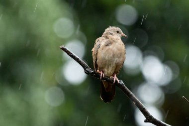 A ruddy ground-dove perched on a branch under rain. It is a small tropical dove from Brazil and South American as know as Rolinha. Species Columbina talpacoti. Animal world. Birdwatching. Birding. clipart