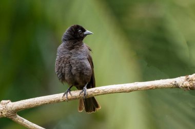 Shiny Cowbird, Chupim ya da Mirlo olarak da bilinir. Brezilya 'nın en tipik siyah kuşunun tüm güzelliği ve varlığı. Tür Molothrus bonariensis. Kuş gözlemcisi. Kuşçuluk
