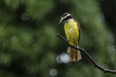 Büyük Kiskadee, Bem-te-vi 'nin yağmur altında dala tünediğini de bilir. Tür Pitangus sülfür. Hayvanlar Dünyası. Kuş sever. Kuş gözlemciliği. Sinek Avcısı.