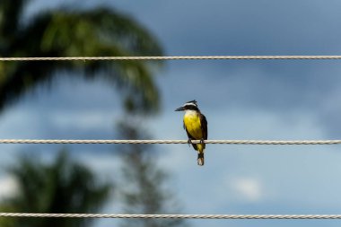 Urban yellow bird. The Great Kiskadee also know as Bem-te-vi on a rainy day. Species Pitangus sulphuratus. Animal world. Bird lover. Birdwatching.