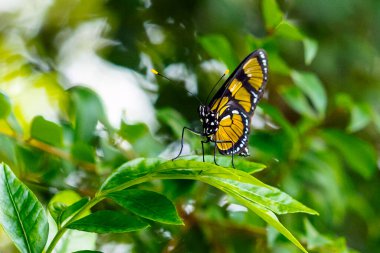 A Temisto buterfly also know as Manaca or Vitral Oscura perched on a leaf in the rain forest. Species Methona themisto. Animal world. Naure.