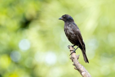 Shiny Cowbird, Chupim ya da Mirlo olarak da bilinir. Brezilya 'nın en tipik siyah kuşunun tüm güzelliği ve varlığı. Tür Molothrus bonariensis. Kuş gözlemcisi. Kuşçuluk