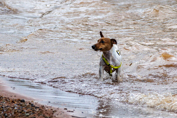 A stray dog playing in the water at the edge of a lake. animal wolrd. Dog lover.