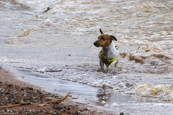 A stray dog playing in the water at the edge of a lake. animal wolrd. Dog lover.
