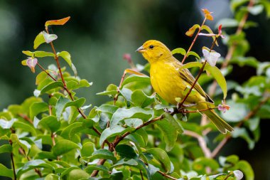 A male of Saffron Finch also known as Canario or Chirigue Azafranado perched on the branch. Species Sicalis flaveola. Birdwatcher.  Bird lover. Birding. Yellow bird.