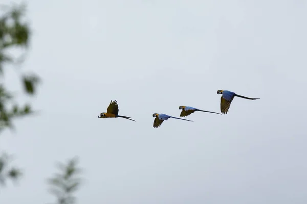 A flock of Blue-and-yellow Macaws in flight.  Species Ara ararauna also know as Arara Canide. It is the largest South American parrot. Birdwatching. Bird lover. Birding.