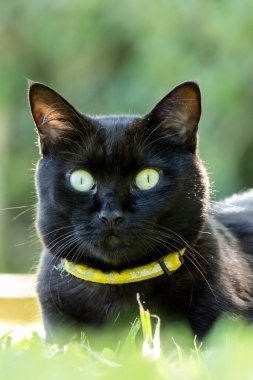 Çimlerin üzerinde yatan sarı gözlü siyah bir kedi. Hayvanlar savunur. Kedi sever. evcil hayvan sever.