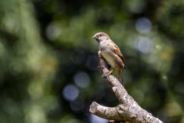 Serçe ayrıca Pardal ya da Gorrion olarak da bilinir. Tür Passer domesticus. Hayvanlar Dünyası. Kuş izleme..