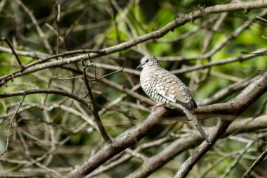 A Scaled Dove also know as Rolinha feeding on the lawn. Species Columbina squammata. bird lover. Birdwatching. Birding. Animal world.