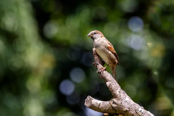 麻雀也被称为Pardal或Gorrion 在树枝上歌唱 家养物种过客 动物世界观鸟 — 图库照片