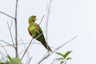 The White-eyed Parakeet also know Maritaca perched on a branch. Species Psittacara leucophthalmus. Colored feathers. animal world. bird lover. birding. Birdwatcher.