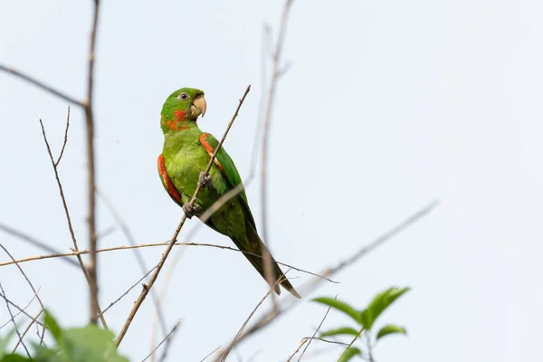 White Eyed Parakeet Also Know Maritaca Perched Branch Species Psittacara —  Fotos de Stock