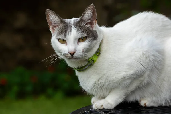 一只灰耳朵的雌性白猫的肖像 日光浴时间动物世界宠物情人 动物情人 Lover Dng — 图库照片