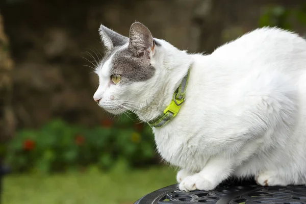 A portrait of  female white cat with gray ears. Sunbathing time. Animal world. Pet lover. Animal lover. Cat. Lover.