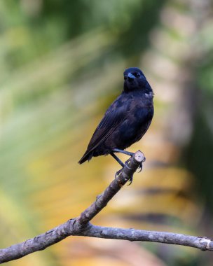 Shiny Cowbird 'ün dişisi Chupim ya da Mirlo olarak da bilinir. Brezilya 'nın en tipik siyah kuşunun tüm güzelliği ve varlığı. Tür Molothrus bonariensis. Kuş gözlemcisi. Kuşçuluk