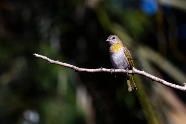 Female Saffron Finch Also Known Canario Chirigue Azafranado Rain Species — стокове фото