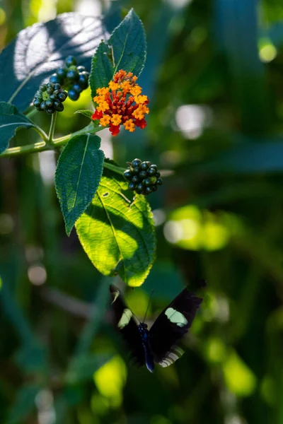 Eine Blume Der Lantana Camara Oder Gewöhnlichen Lantana Ihrer Natürlichen — Stockfoto